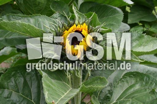 Sonnenblume_0087.jpg